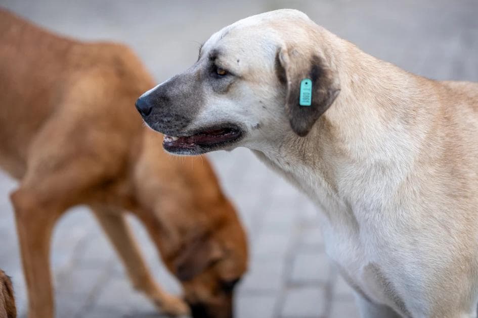 Why Do My Dog's Ears Smell Bad? Expert Guide