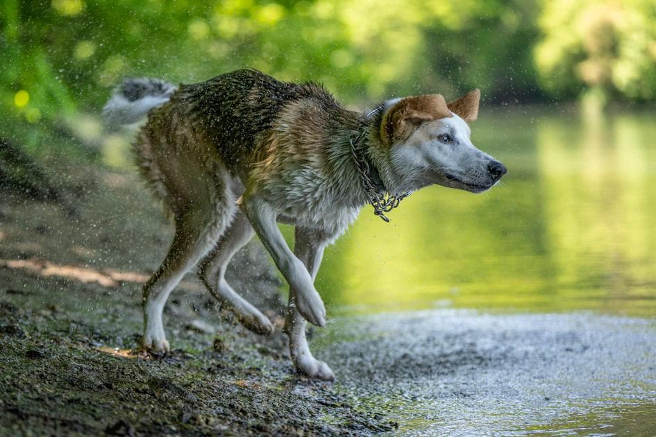 Why Does My Dog Smell Worse When Wet? The Science Explained