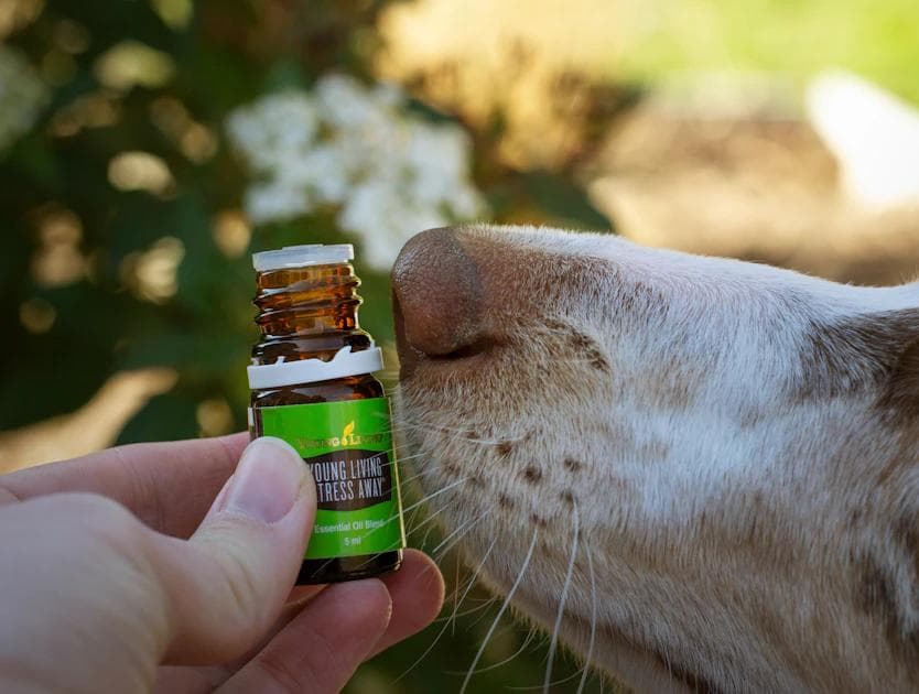 The Ultimate Guide to Keeping Your Dog Smelling Fresh