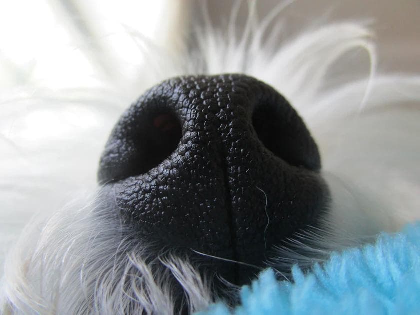 Dog Bad Breath: Dental Disease Smell & Signs to Watch For