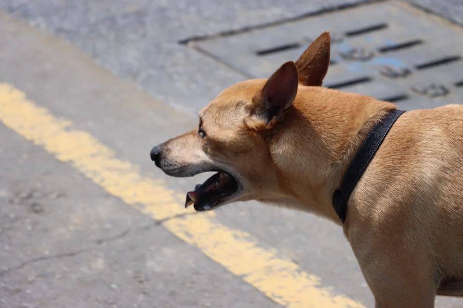 Dog Bad Breath After Eating: Causes & Fixes