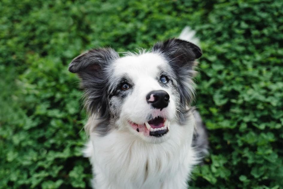 Dog Breath Smells Like Fish? Causes & Solutions